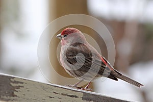 Male House Finch in Snow