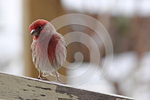 Male House Finch in Snow