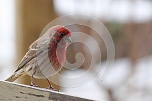 Male House Finch in Snow