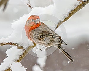 Male house finch on a snow covered branch