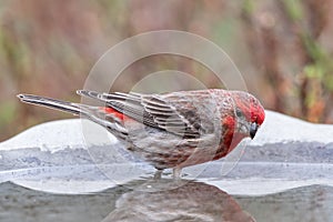 Male House Finch standing in a bird bath