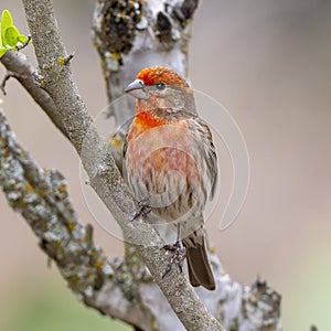 Male house finch on a tree branch in the Transitions Bird and Wildlife Photography Ranch near the City of Uvalde, Texas.