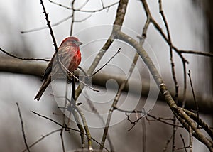 Male House Finch in the Woods