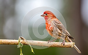 A male house finches ` Haemorhous mexicanus `