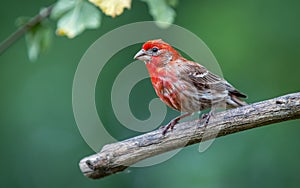 A male house finches ` Haemorhous mexicanus `