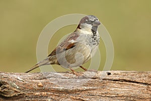 Male house sparrow