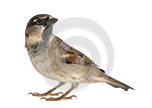 Male House Sparrow