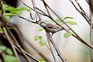 Male House Sparrow