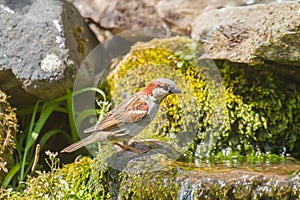 Male house sparrow