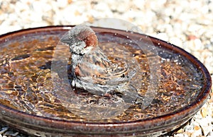 A male House Sparrow bathing