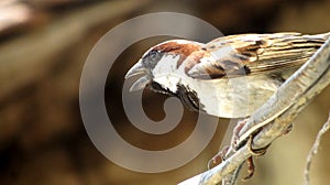 Male house sparrow bird, india