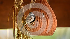 Male house sparrow bird perched on the entrance to the man-made clay bird home hangs on the roof