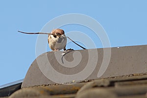 Male house sparrow collecting material for nesting