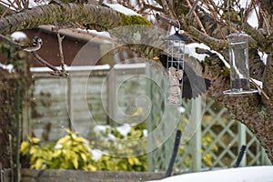Male house sparrow and common blackbird on a tree branch and feeder in a winter