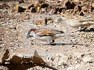 Male House Sparrow Feeding: Grounded Nourishment