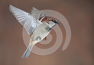 Male House Sparrow flies with spreaded wings at winter with clean background photo