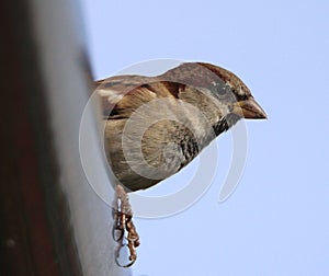 Male house sparrow looking out from roof