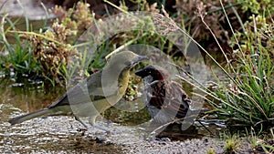 Male House Sparrow and Palm Tanager Bird