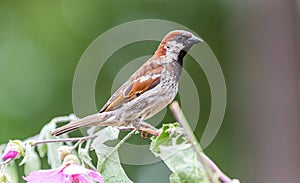 A male house sparrow ` Passer domesticus `