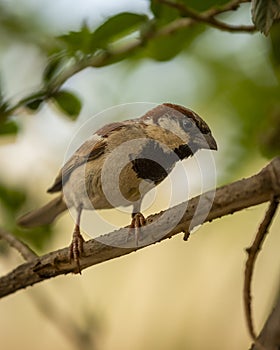 male House sparrow or Passer domesticus bird closeup in natural green background at keoladeo national park or bharatpur bird