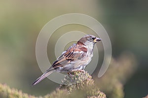 Male house sparrow Passer domesticus countryside wildlife