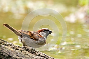 Male House Sparrow Passer domesticus drinking at a bird bath