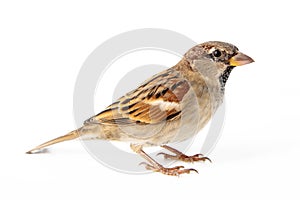 Male House Sparrow passer domesticus isolated on a white background