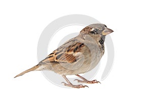 Male House Sparrow, Passer domesticus, isolated on white background