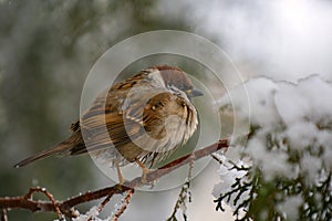 Male House Sparrow Passer domesticus sitting on the branch of a fir