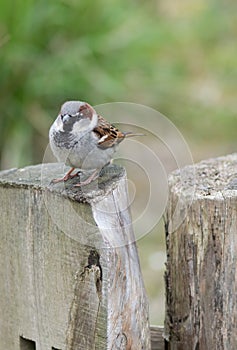Male house sparrow (Passer domesticus) on a tree trunk