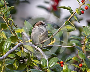 Male house sparrow perched in a Chinese holly shrub in Dallas, Texas.