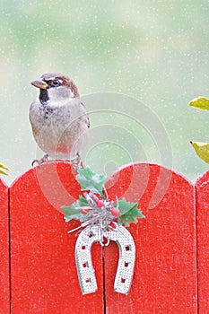 Male house sparrow perched on a christmas decorated fence