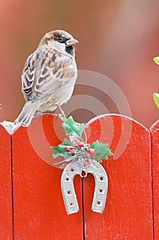 Male house sparrow perched on a christmas decorated fence