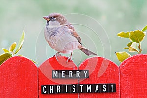 Male house sparrow perched on a christmas decorated fence