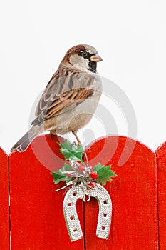 Male house sparrow perched on a christmas decorated fence