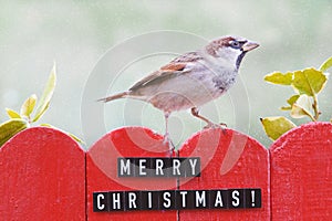 Male house sparrow perched on a christmas decorated fence