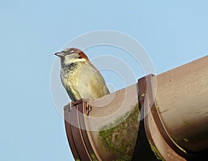Male house sparrow perched on guttering