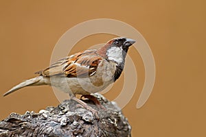 Male House Sparrow perched on rock