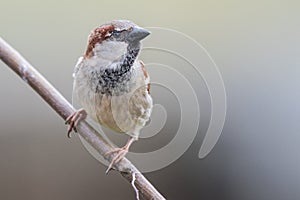 Male house sparrow sits on a branch