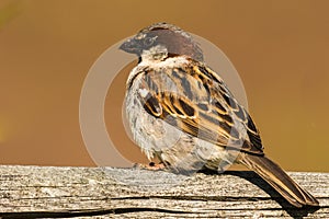Male house sparrow sits on a branch