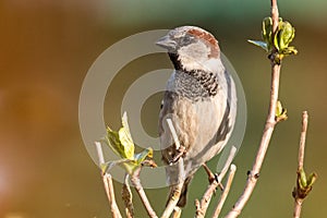 Male house sparrow sitting on a branch