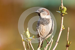 Male house sparrow sitting on a branch