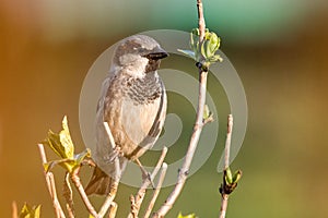 Male house sparrow sitting on a branch