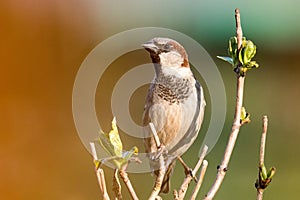 Male house sparrow sitting on a branch