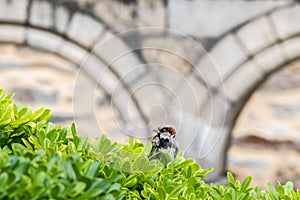 A male house sparrow sitting on a bush in front of a stone wall