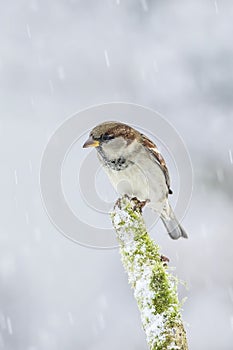 Male house sparrow sitting on a moss covered branch during snowfall in winter