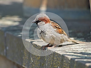 Male house sparrow sitting on the stone wall