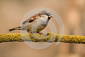 Male house sparrow on a stick