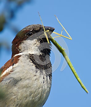 Male House Sparrow with Stick insect photo