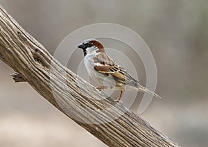 Male House sparrow on a wooden perch at the La Lomita Bird and Wildlife Photography Ranch in Texas.